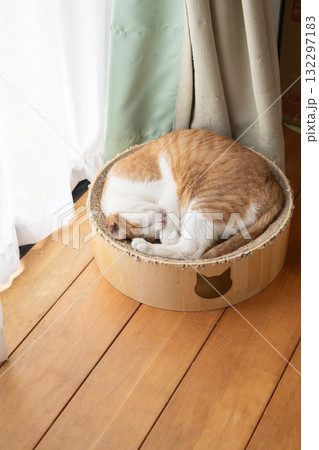 眠る猫 茶トラ白 眠る猫 茶トラ白 132297183