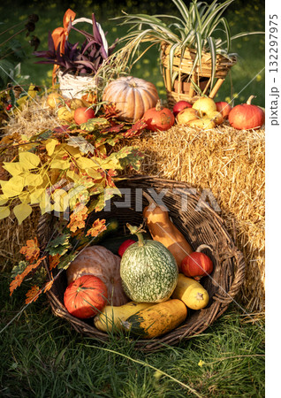 Bright autumn harvest pumpkins with with bright yellow branches Bright autumn harvest pumpkins with with bright yellow branches 132297975