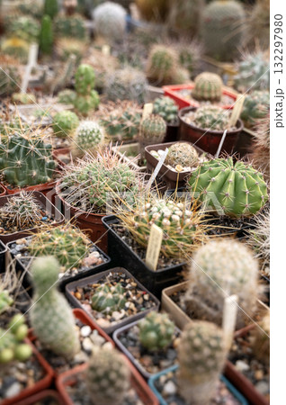 Collection of cactus plants in pots as a background Collection of cactus plants in pots as a background 132297980