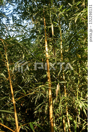 Sunlit bamboo leaves sway gently, framed by a tropical forest  132298131