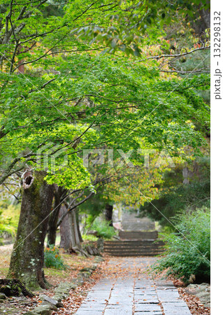 長野県上田市・前山寺の新緑に包まれた参道 132298132