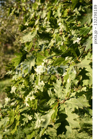 oak tree growing in the park. A tree with green leaves 132298189