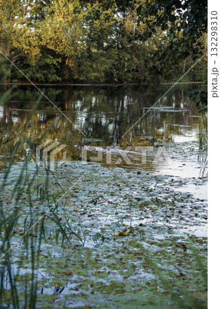 beautiful summer lake, water lilies and green duckweed grow on the lake beautiful summer lake, water lilies and green duckweed grow on the lake 132298310