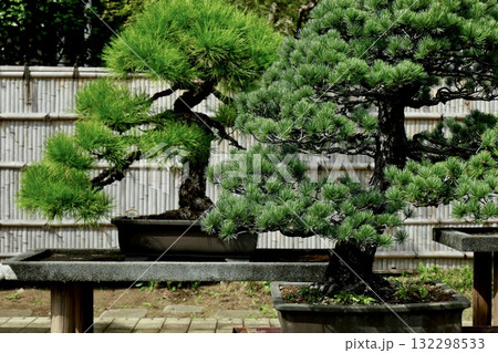 松の盆栽のある庭 132298533