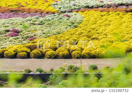 ぎふワールド・ローズガーデン、満開のマム〈岐阜県可児市〉 ぎふワールド・ローズガーデン、満開のマム〈岐阜県可児市〉 132298732
