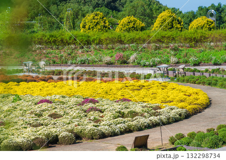 ぎふワールド・ローズガーデン、満開のマム〈岐阜県可児市〉 ぎふワールド・ローズガーデン、満開のマム〈岐阜県可児市〉 132298734
