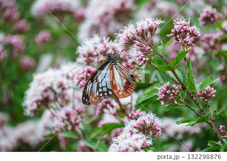 フジバカマにとまるアサギマダラ 132298876