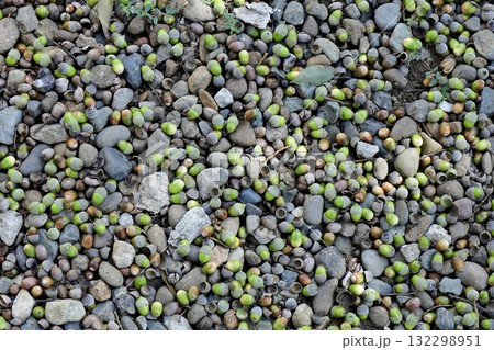 緑のどんぐりと玉砂利 132298951