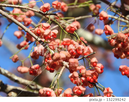 マユミの果実 132299242