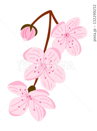 Hand drawn vector illustration of a pink cherry blossom branch with delicate flowers and buds 132299252