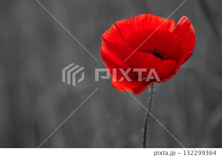 World War remembrance day. Red poppy is symbol of remembrance to those fallen in war World War remembrance day. Red poppy is symbol of remembrance to those fallen in war 132299364