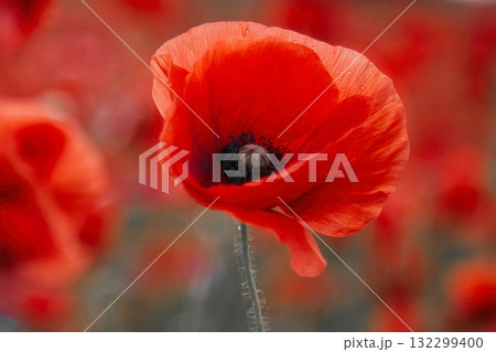 World War remembrance day. Red poppy is symbol of remembrance to those fallen in war World War remembrance day. Red poppy is symbol of remembrance to those fallen in war 132299400