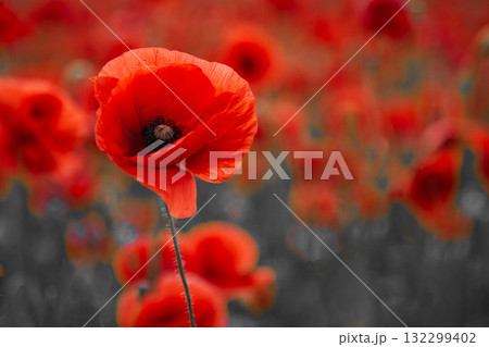 World War remembrance day. Red poppy is symbol of remembrance to those fallen in war World War remembrance day. Red poppy is symbol of remembrance to those fallen in war 132299402