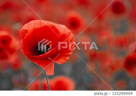 World War remembrance day. Red poppy is symbol of remembrance to those fallen in war World War remembrance day. Red poppy is symbol of remembrance to those fallen in war 132299404