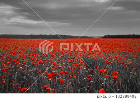 World War remembrance day. Red poppies in the field. Background imagery for remembrance or armistice day World War remembrance day. Red poppies in the field. Background imagery for remembrance or armistice day 132299408