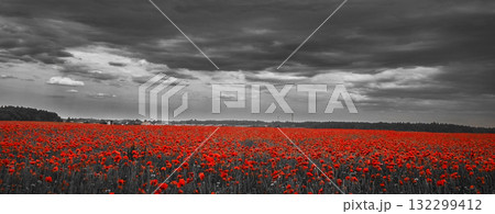 World War remembrance day. Red poppies in the field. background imagery for remembrance or armistice day World War remembrance day. Red poppies in the field. background imagery for remembrance or armistice day 132299412