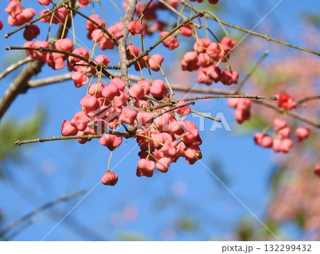 マユミの果実 マユミの果実 132299432