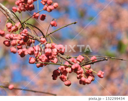 マユミの果実 132299434