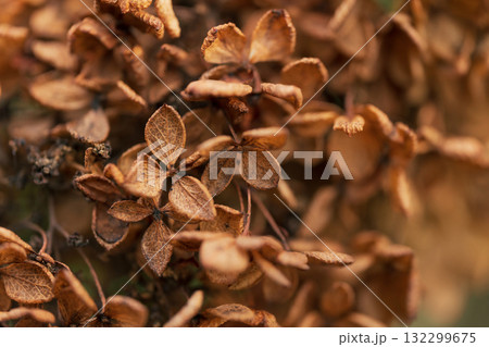 ノスタルジックな風景 イメージ 132299675