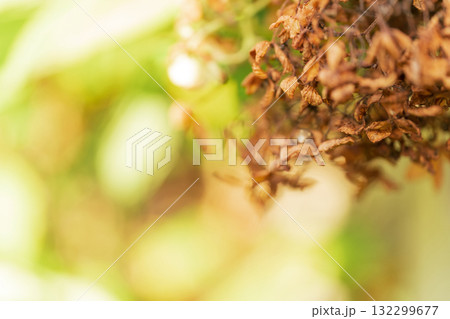 ノスタルジックな風景 イメージ ノスタルジックな風景 イメージ 132299677