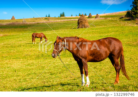 rural landscape with brown horse grazing grass. animal stands on a green hill in autumn. lush pasture in carpathian mountains on a sunny day. haystack in the background. declining livestock population 132299746