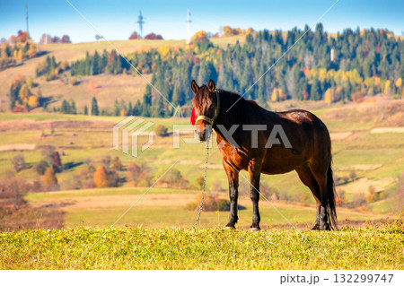 rural landscape with brown horse grazing grass. animal stands on a green hill in autumn. lush pasture in carpathian mountains on a sunny day. forest in the background. declining livestock population 132299747