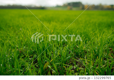 Winter wheat field with young green shoots in autumn countryside 132299765