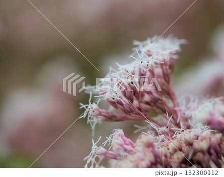 9月に美しく咲いた可憐なフジバカマの花 132300112