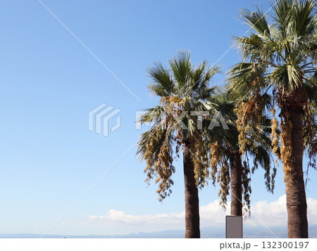 Palm trees against blue sky. Palm trees at tropical coast, beautiful nature scenery. Relaxing environment, palms beach landscape in summer sunny day. Palm trees against blue sky. Palm trees at tropical coast, beautiful nature scenery. Relaxing environment, palms beach landscape in summer sunny day. 132300197