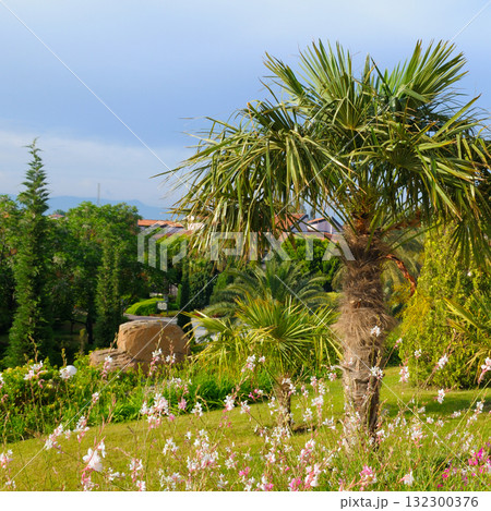 Lush Tropical Garden with Palm Tree and Wildflowers 132300376