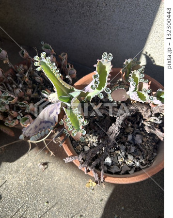植木鉢に植えられた植木 植木鉢に植えられた植木 132300448