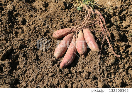 掘り起こされたばかりのサツマイモ 132300563