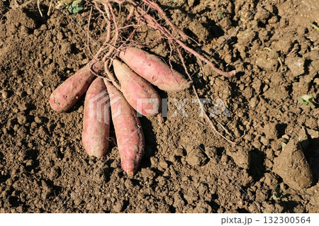掘り起こされたばかりのサツマイモ 132300564