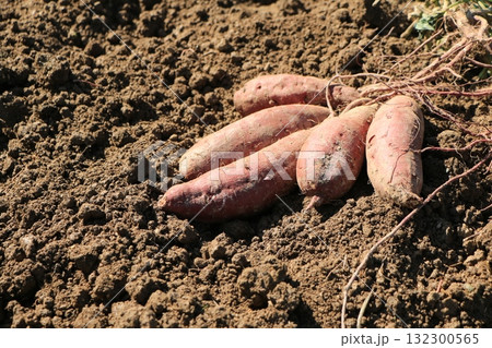 掘り起こされたばかりのサツマイモ 132300565