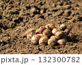 収穫したばかりの里芋 132300782
