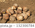 収穫したばかりの里芋 132300784
