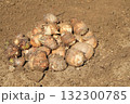 収穫したばかりの里芋 132300785