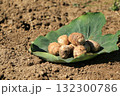 緑の葉にのった収穫された里芋 132300786