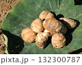 緑の葉にのった収穫された里芋 132300787
