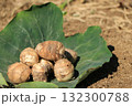 緑の葉にのった収穫された里芋 132300788