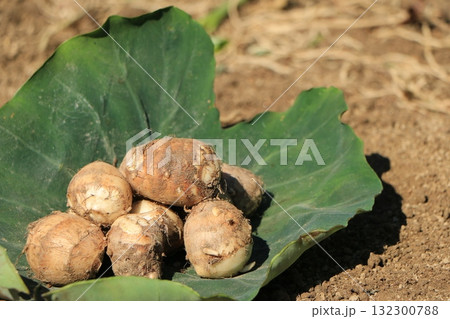 緑の葉にのった収穫された里芋 緑の葉にのった収穫された里芋 132300788