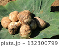 緑の葉にのった収穫された里芋 132300799