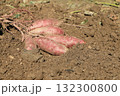 掘り起こされたばかりのサツマイモ 132300800