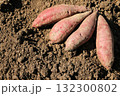 掘り起こされたばかりのサツマイモ 132300802