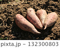 掘り起こされたばかりのサツマイモ 132300803