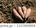 掘り起こされたばかりのサツマイモ 132300804