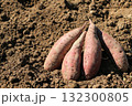掘り起こされたばかりのサツマイモ 132300805