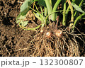 掘り起こしたばかりの根のついた里芋 132300807