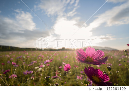 広大な花畑と空を照らす夕暮れの光芒 132301199