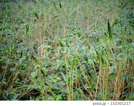 オクラ畑 132301217